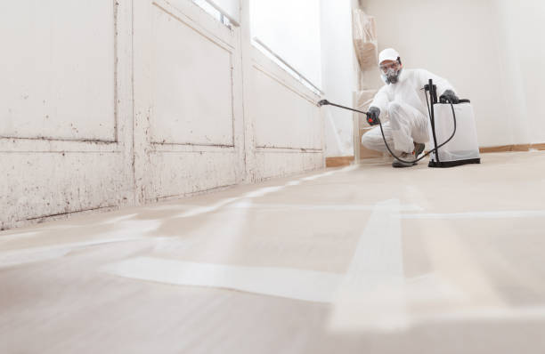 Black mold remediation team in Clearwater